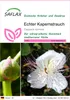 SAFLAX - Echter Kapernstrauch - Capparis spinosa - 25 Samen Produktbild-Vorschau 1
