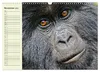 Berggorillas im Herzen Afrikas (Wandkalender 2027 DIN A3 Produktbild-Vorschau 13