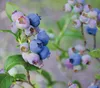 Dehner Heidelbeere Reka®, mittelgroße dunkelblaue Beeren, Produktbild-Vorschau 4
