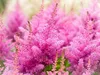 Stauden Gänge 1 x Astilbe arendsii 'Astary Rose' - Produktbild-Vorschau 5