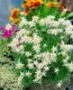 A close-up of a cluster of white Edelweiss flowers with yellow centers, surrounded by other colorful flowers and greenery. Produktbild-Vorschau