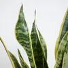 Bloomique - Sansevieria Laurentii - Język teściowej - Podgląd zdjęcia produktu 5