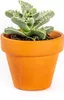 Gardners Lithops mix, priemer 6 cm Náhľad obrázku produktu 5
