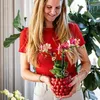 Kolibri Orchids | rote  Schmetterlings-Orchidee - Kongo - Produktbild-Vorschau 12