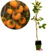 Diospyros kaki 'Fau Fau', Sharonfrucht, 2 Liter Topf, 90cm Produktbild-Vorschau 1