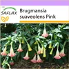 SAFLAX - Andělská trubka / růžová - Brugmansia suaveolens Náhled obrázku produktu 5