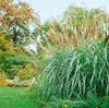 Miscanthus sinensis 'Silberfeder', Chinaschilf, ca. 11x11 Produktbild-Vorschau 2