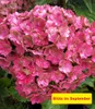 BALDUR Garten 1x 5-Stufen Hortensie Together®, Pflanze im 2 Produktbild-Vorschau 5