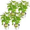 4x Hortensie \'Strong Annabelle\' - Hortensie - Strauch - Produktbild-Vorschau 1