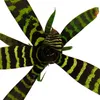 Mini-Bromelien-Set "Nature's Touch" - 4 Pflanzen mit Produktbild-Vorschau 10
