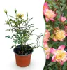 Green boutiQ - Gartenrose - Rosa Tricolor Fairy - Rose - Produktbild-Vorschau 1