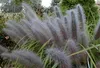 Stauden Gänge 1 x Pennisetum alopecuroides 'Moudry' im 1 Produktbild-Vorschau 6
