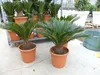 XL Premium Palmfarn 70 - 90 cm Cycas Revoluta Sagopalme Produktbild-Vorschau 5