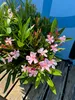 A close-up shot of a pink oleander plant with green leaves, set against a blue background and resting on a wooden surface. Podgląd zdjęcia produktu