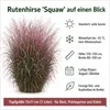 Stauden Gänge 5 x Panicum virgatum 'Squaw' im 1 Liter Topf Produktbild-Vorschau 8