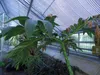 Amorfofalus (Amorphophallus muelleri)  – 1 vyklíčené semeno Náhľad obrázku produktu 2