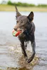 Beeztees Hundespielzeug Splashball blau/rot Produktbild-Vorschau 8