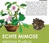 GROW2GO Mimose Starter Kit Anzuchtset - Pflanzset aus Produktbild-Vorschau 3