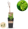 Vinic, biele hrozno, Vitis vinifera Himrod, ovocná Náhľad obrázku produktu 1