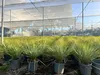 Sunny Tree - Yucca Rostrata - Palme - Stammhöhe 15/20 cm - Produktbild-Vorschau 2