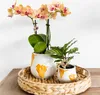 Kolibri Orchids – oranžová orchidej Phalaenopsis – výška 35 Náhled obrázku produktu 10