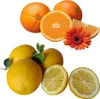 Dufte Momente | Whirlpool Duft 500ml | Orange - Citrus | Produktbild-Vorschau 2