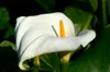 Bloomique - Lot de 6 - Zantedeschia Aethiopica - Arum blanc Voir les images du produit 2