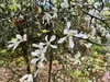 Poncirus trifoliata - Citrónovník 60- 80 cm - Kontajner Náhľad obrázku produktu 2