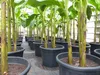 Bananenstaude als 3er Gruppe  Banane Musa Basjoo 220 cm Produktbild-Vorschau 10