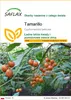 SAFLAX - Tamarillo - 50 Nasiona - Cyphomandra betacea Podgląd zdjęcia produktu 1