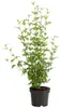 Dehner Hibiskus China Chiffon®, Garten-Eibisch mit Produktbild-Vorschau 2