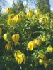 Clematis Bill MacKenzie 2L Náhled obrázku produktu 5