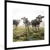 MuchoWow® Gerahmtes Poster Kühe - Gras - Nebel 40x40 cm - Produktbild-Vorschau 1