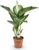 Green BoutiQ - Green is... Plantes d'intérieur - Voir les images du produit 2
