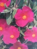 Cistus pulverulentus - Zistrose pulverulentus 25-30 Produktbild-Vorschau 1