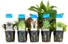 Bloomique - Mix 5 - Rośliny akwariowe - Rośliny słodkowodne Podgląd zdjęcia produktu 1