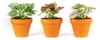 Gardners Hypoestes mix, průměr 8,5 cm Náhled obrázku produktu 1
