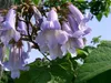 SAFLAX  - Arbre impérial - 200 graines - Paulownia Voir les images du produit 6