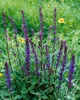 Salvia nemorosa 'Caradonna', Steppensalbei, fioletowy, ok. Podgląd zdjęcia produktu 4