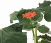 Flaschenpflanze - Jatropha podagrica - Höhe 25-45cm - ⌀13cm Produktbild-Vorschau 3