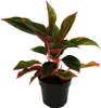Aglaonema Jungle Red - Kolorowa nic kolby - Niezwykle Podgląd zdjęcia produktu 1