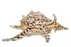 Echte Muschel Lambis chiragra Meeresschnecke ca. 15-18 cm Produktbild-Vorschau 2