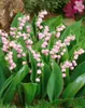 Convallaria majalis 'Rosea', Maiglöckchen, rosa, ca. 9x9 cm Produktbild-Vorschau 4