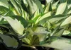 Stauden Gänge 3 x Hosta x fortunei 'Fire and Ice' im 1 Produktbild-Vorschau 5