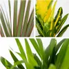 3x Tropische Zimmerpflanzenmischung Inkl. Seagrass Basket Produktbild-Vorschau 6