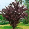 Prunus cerasifera 'Nigra', Blutpflaume, dunkelrot, 100–125 Produktbild-Vorschau 14