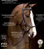 Horseware Ireland Zaum Micklem Rambo Multibridle Trense Produktbild-Vorschau 2
