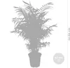 Bloomique - Zestaw 2 szt. - Chamaedorea Elegans - Podgląd zdjęcia produktu 5