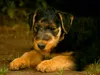 Calvendo Ein Motiv aus dem Kalender Airedale Terrier Welpen Produktbild-Vorschau 2