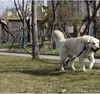 PURLOV 21655 Reflexní výcvikové vodítko 5m Náhled obrázku produktu 30